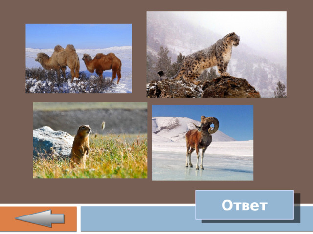 Ответ 