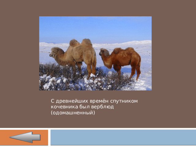 С древнейших времён спутником кочевника был верблюд (одомашненный) 