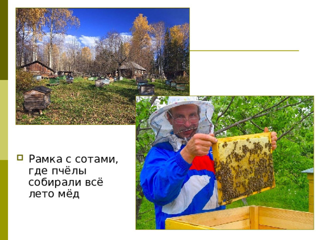 Рамка с сотами, где пчёлы собирали всё лето мёд 