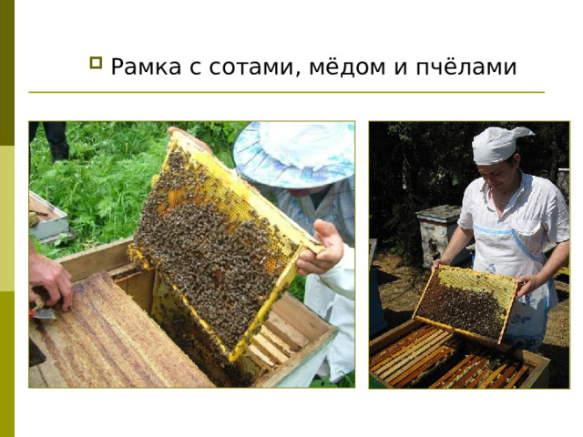 Рамка с сотами, мёдом и пчёлами 