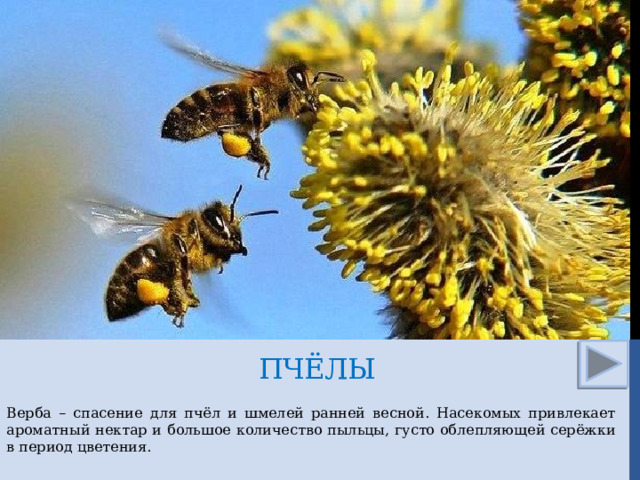 пчёлы Верба – спасение для пчёл и шмелей ранней весной. Насекомых привлекает ароматный нектар и большое количество пыльцы, густо облепляющей серёжки в период цветения.  