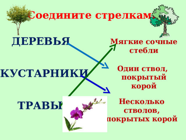 Эти растения имеют сочные стебли