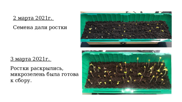 2 марта 2021г. Семена дали ростки 3 марта 2021г. Ростки раскрылись, микрозелень была готова к сбору. 