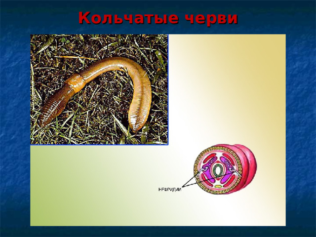 Кольчатые черви 