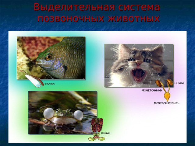 Выделительная система позвоночных животных 