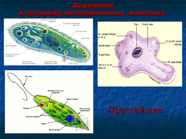 Выделение  в организме беспозвоночных животных.  Простейшие 
