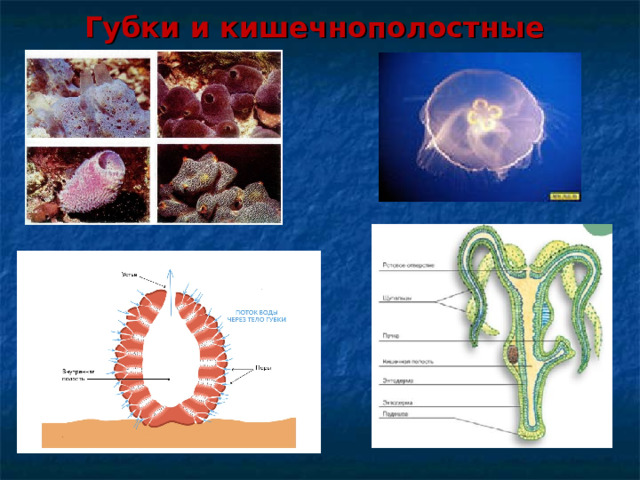 Губки и кишечнополостные 