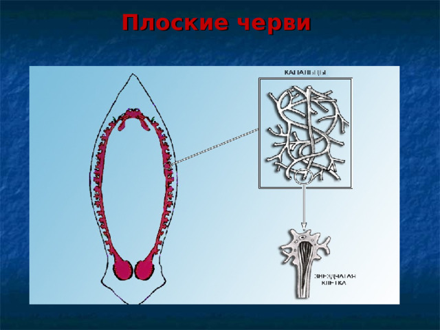 Плоские черви 