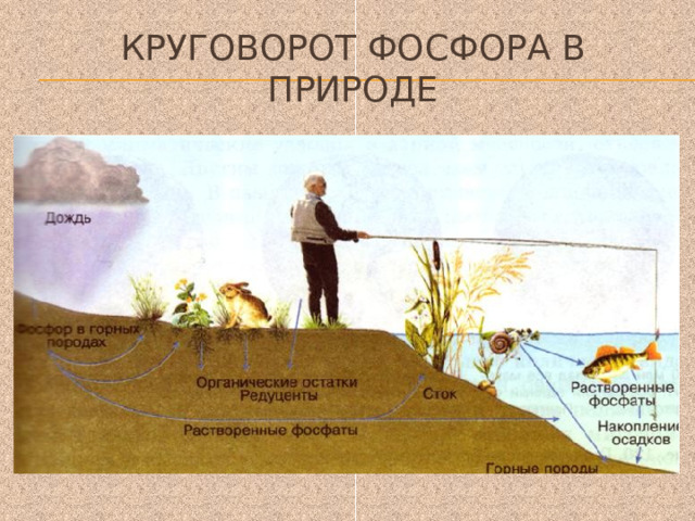 Круговорот фосфора в природе 
