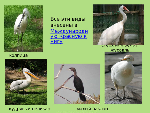 Все эти виды внесены в Международную Красную книгу стерх или белый журавль колпица кудрявый пеликан малый баклан египетская цапля 