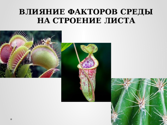 ВЛИЯНИЕ ФАКТОРОВ СРЕДЫ НА СТРОЕНИЕ ЛИСТА 