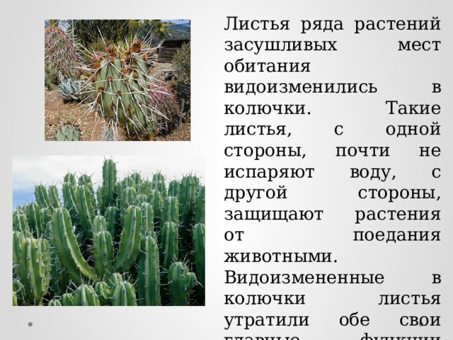 Листья ряда растений засушливых мест обитания видоизменились в колючки. Такие листья, с одной стороны, почти не испаряют воду, с другой стороны, защищают растения от поедания животными. Видоизмененные в колючки листья утратили обе свои главные функции (фотосинтез и испарение), но в замен стали выполнять защитную функцию. 
