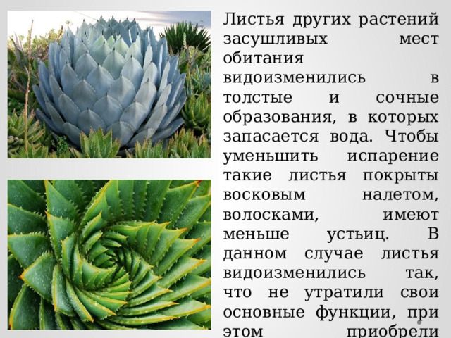Листья других растений засушливых мест обитания видоизменились в толстые и сочные образования, в которых запасается вода. Чтобы уменьшить испарение такие листья покрыты восковым налетом, волосками, имеют меньше устьиц. В данном случае листья видоизменились так, что не утратили свои основные функции, при этом приобрели дополнительную — запасание воды. 