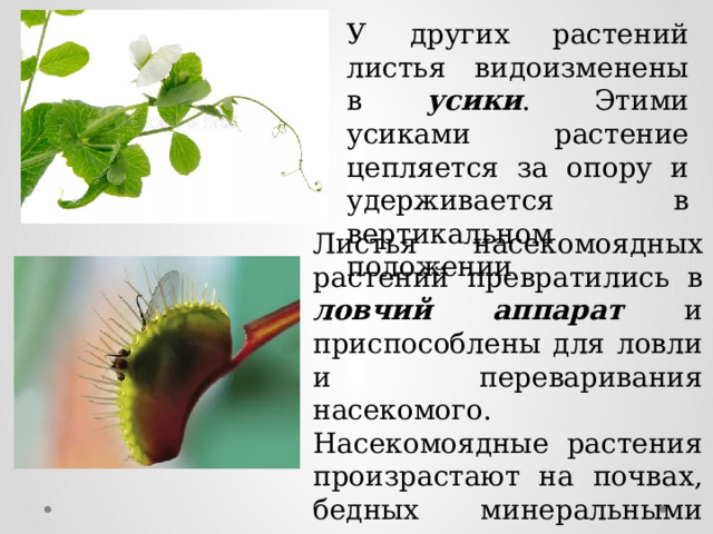У других растений листья видоизменены в усики . Этими усиками растение цепляется за опору и удерживается в вертикальном положении Листья насекомоядных растений превратились в ловчий аппарат и приспособлены для ловли и переваривания насекомого. Насекомоядные растения произрастают на почвах, бедных минеральными веществами, что компенсируют питанием насекомыми. 