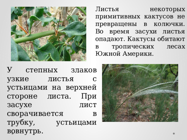 Листья некоторых примитивных кактусов не превращены в колючки. Во время засухи листья опадают. Кактусы обитают в тропических лесах Южной Америки. У степных злаков узкие листья с устьицами на верхней стороне листа. При засухе лист сворачивается в трубку, устьицами вовнутрь. 