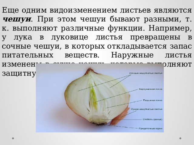 Еще одним видоизменением листьев являются чешуи . При этом чешуи бывают разными, т. к. выполняют различные функции. Например, у лука в луковице листья превращены в сочные чешуи, в которых откладывается запас питательных веществ. Наружные листья изменены в сухие чешуи, которые выполняют защитную функцию. 