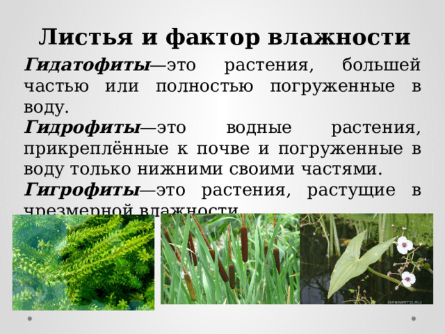  Листья и фактор влажности Гидатофиты —это растения, большей частью или полностью погруженные в воду. Гидрофиты —это водные растения, прикреплённые к почве и погруженные в воду только нижними своими частями. Гигрофиты —это растения, растущие в чрезмерной влажности. 
