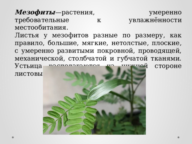 Мезофиты —растения, умеренно требовательные к увлажнённости местообитания. Листья у мезофитов разные по размеру, как правило, большие, мягкие, нетолстые, плоские, с умеренно развитыми покровной, проводящей, механической, столбчатой и губчатой тканями. Устьица располагаются на нижней стороне листовых пластинок. 