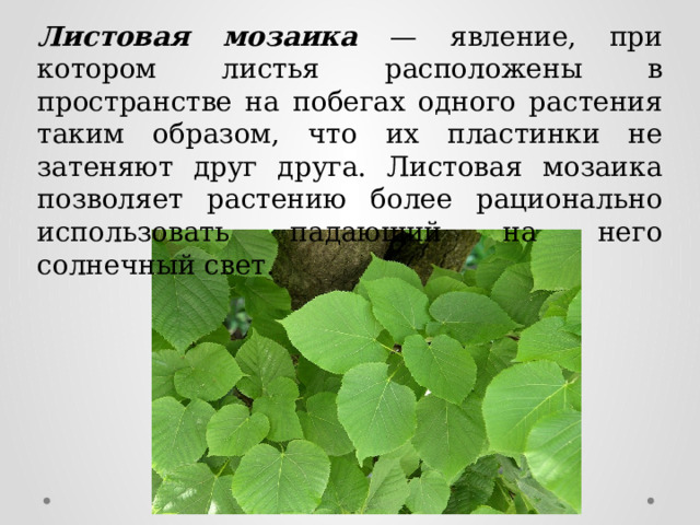 Листовая мозаика — явление, при котором листья расположены в пространстве на побегах одного растения таким образом, что их пластинки не затеняют друг друга. Листовая мозаика позволяет растению более рационально использовать падающий на него солнечный свет. 