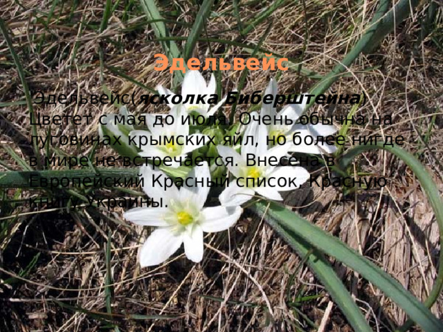 Эдельвейс   Эдельвейс( ясколка Биберштейна ) Цветет с мая до июля. Очень обычна на луговинах крымских яйл, но более нигде в мире не встречается. Внесена в Европейский Красный список, Красную книгу Украины. 