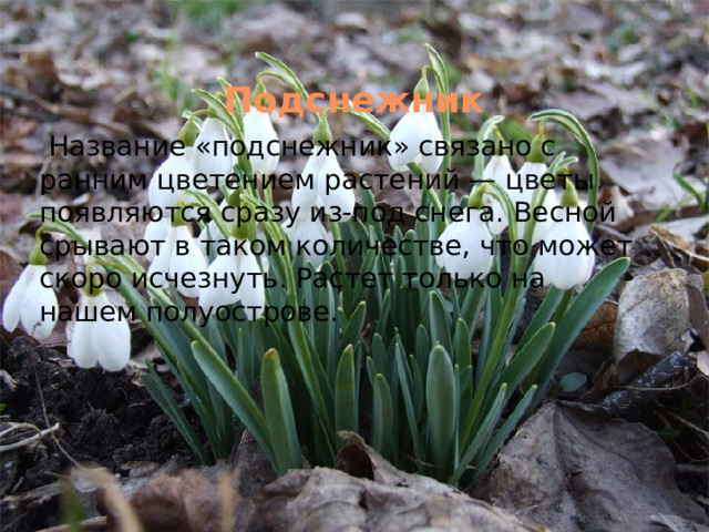 Подснежник   Название «подснежник» связано с ранним цветением растений — цветы появляются сразу из-под снега. Весной срывают в таком количестве, что может скоро исчезнуть. Растет только на нашем полуострове. 
