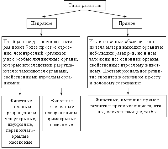 Этапы онтогенеза у животных и растений презентация