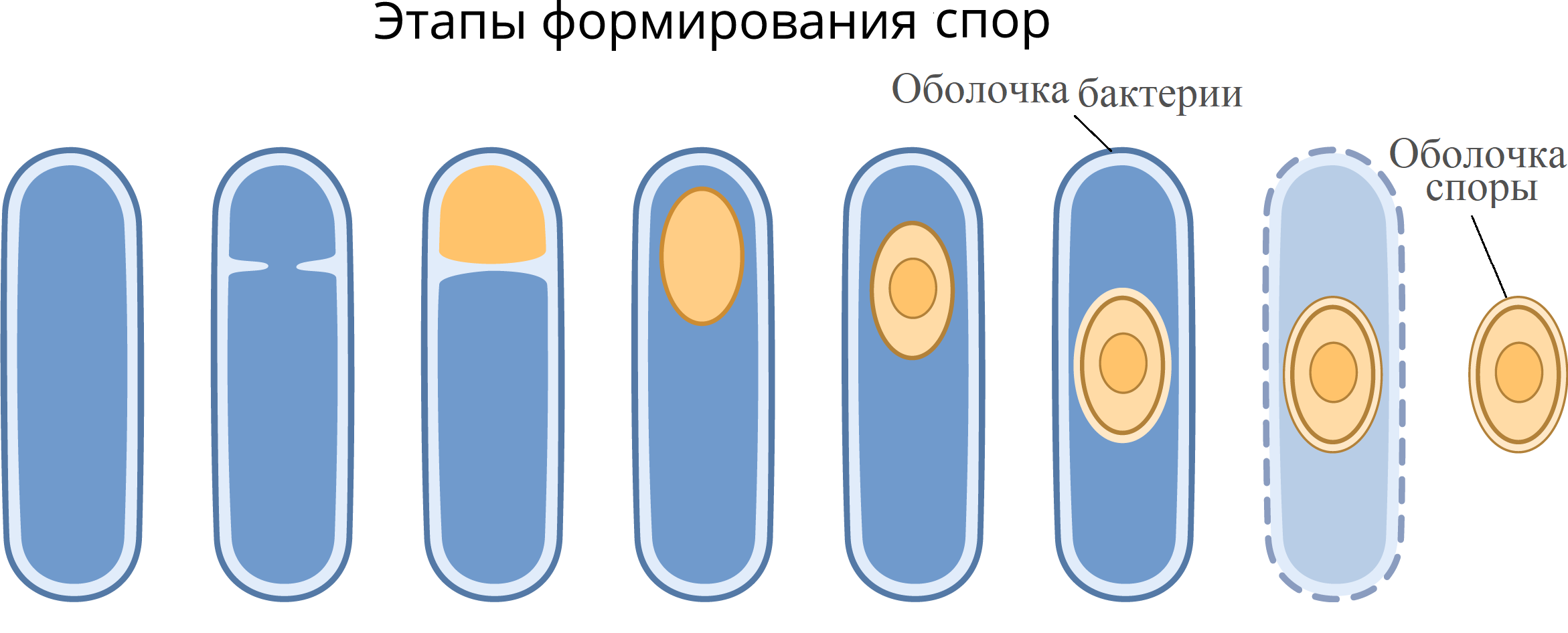 Спора бактерий картинки