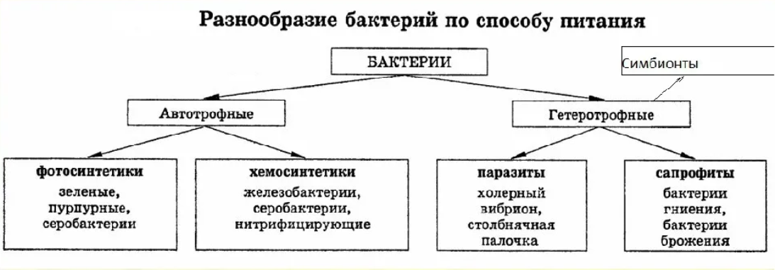 Питание бактерий схема