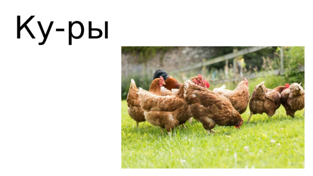 Ку-ры 