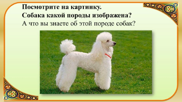 Кроссворд к рассказу белый пудель. Пудель презентация. Белый пудель презентация. Белый пудель презентация 5 класс. Кроссворд по белому пуделю.