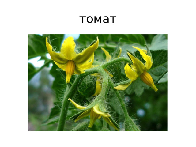томат 