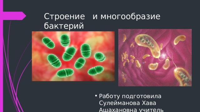 Строение и многообразие бактерий Работу подготовила Сулейманова Хава Ашахановна учитель биологии 