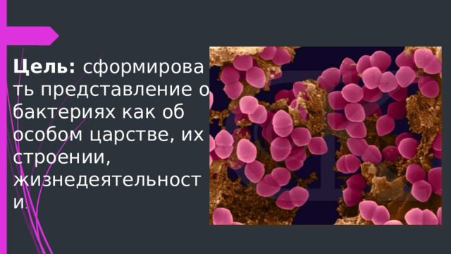 Цель:  сформировать представление о бактериях как об особом царстве, их строении, жизнедеятельности . 