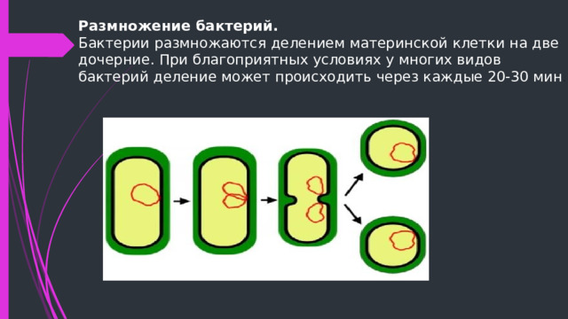 Размножение бактерий происходит по определенному плану