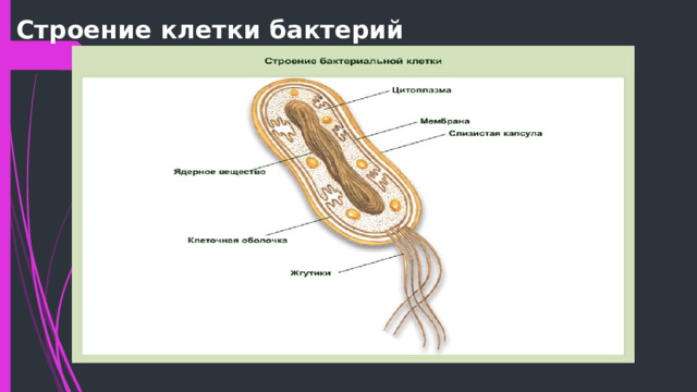 Строение клетки бактерий 