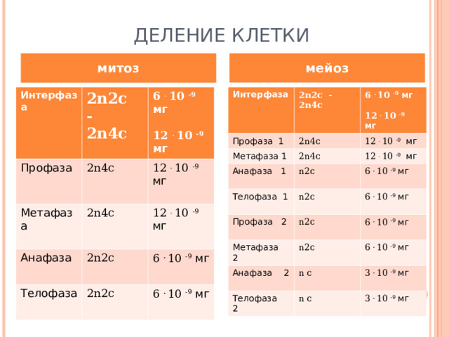 ДЕЛЕНИЕ КЛЕТКИ мейоз митоз Интерфаза Интерфаза 2 n2c - 2n4c 2 n2c - 2n4c Профаза Профаза 1 6 . 10 -9  мг  12  . 10 -9 мг 2n4c 6 . 10 -9  мг  12  . 10 -9 мг Метафаза 1 Метафаза 2n4c 2n4c 2n4c Анафаза 1 12  . 10 -9 мг Анафаза 12  . 10 -9 мг n 2 c 12  . 10 -9 мг 2 n2c 12  . 10 -9 мг Телофаза Телофаза 1 n 2 c 2 n2c Профаза 2 6 .  10 -9  мг 6 .  10 -9  мг 6 .  10 -9  мг n 2 c Метафаза 2 6 .  10 -9  мг n 2 c Анафаза 2 6 .  10 -9  мг 6 .  10 -9  мг n  c Телофаза 2 n  c 3 .  10 -9  мг 3 .  10 -9  мг 