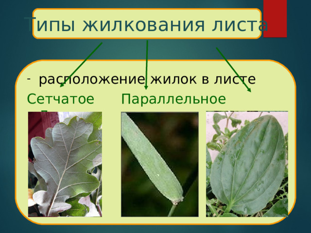 Типы жилкования листа расположение жилок в листе Сетчатое Параллельное Дуговое 