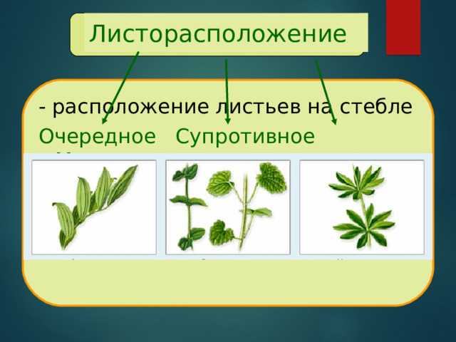 Листорасположение - расположение листьев на стебле Очередное Супротивное Мутовчатое  
