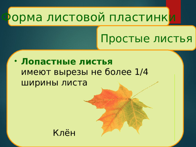 Форма листовой пластинки Простые листья Лопастные листья  имеют вырезы не более 1/4 ширины листа    Клён 