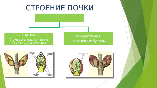 Чем отличается вегетативная почка от генеративной почки