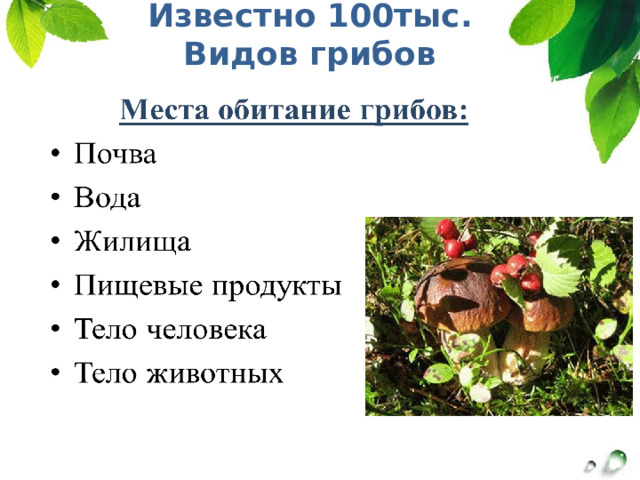 Презентация грибы общая характеристика 7 класс пасечник. Особенности белого гриба. Презентация Пасечник 5 класс изменения в природе