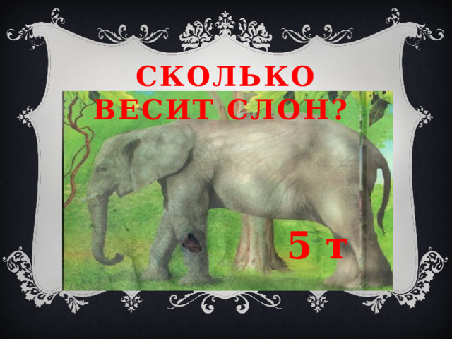 Сколько весит слон?   5 т 