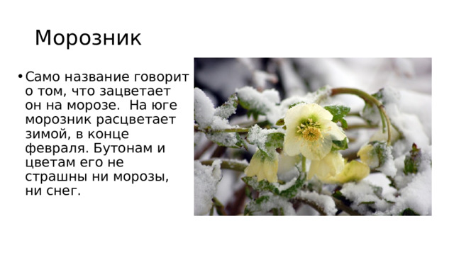 Морозник Само название говорит о том, что зацветает он на морозе. На юге морозник расцветает зимой, в конце февраля. Бутонам и цветам его не страшны ни морозы, ни снег. 