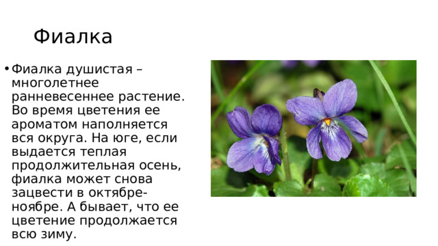 Фиалка Фиалка душистая – многолетнее ранневесеннее растение. Во время цветения ее ароматом наполняется вся округа. На юге, если выдается теплая продолжительная осень, фиалка может снова зацвести в октябре-ноябре. А бывает, что ее цветение продолжается всю зиму. 