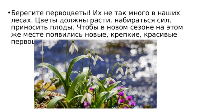 Берегите первоцветы! Их не так много в наших лесах. Цветы должны расти, набираться сил, приносить плоды. Чтобы в новом сезоне на этом же месте появились новые, крепкие, красивые первоцветы. 