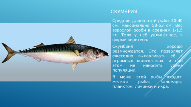 скумбрия Средняя длина этой рыбы 30-40 см, максимально 58-63 см. Вес взрослой особи в среднем 1-1,5 кг. Тело у неё удлинённое, в форме веретена. Скумбрия хорошо размножается. Это позволяет ежегодно вылавливать её в огромных количествах, и при этом не наносить урона популяции. В меню этой рыбы входят: мелкая рыба; кальмары; планктон; личинки и икра. 