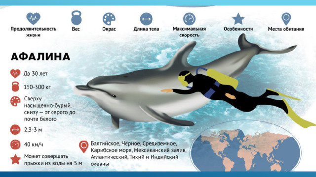 Млекопитающие и рыбы черного и азовского морей презентация