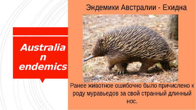 Australian endemics 