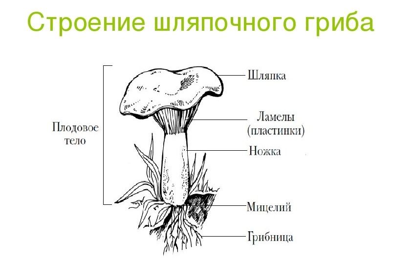 Схема на тему грибы