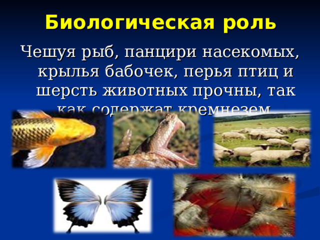 Биологическая роль Чешуя рыб, панцири насекомых, крылья бабочек, перья птиц и шерсть животных прочны, так как содержат кремнезем . 